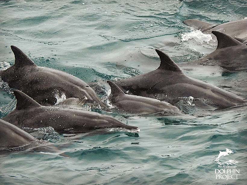 Erwachsene Delfine versuchen während des Terrors das kleine Delfinbaby vor den Monstern zu schützen